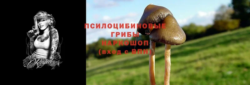 продажа наркотиков  MEGA ССЫЛКА  shop состав  Бикин  Псилоцибиновые грибы Psilocybine cubensis 